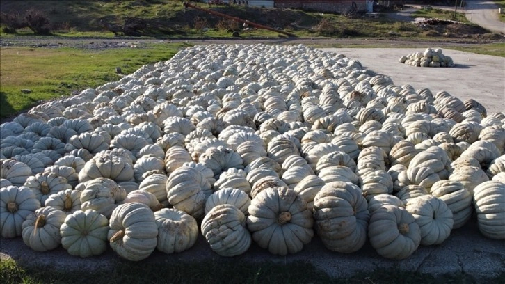 Bilecik'in raf ömrü bir yılı bulan kestane kabağı Türkiye'nin birçok iline gönderiliyor