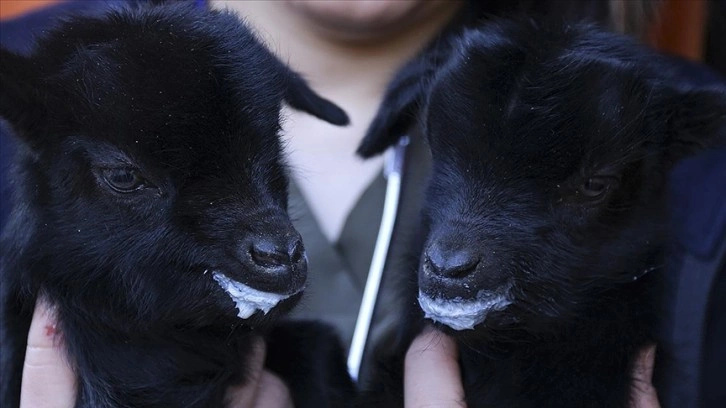 Mamak'taki hayvanat bahçesi ikiz keçiler 
