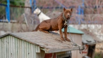 Antalya'daki hayvan barınağı 'tehlikeli tür' köpeklere yuva oldu