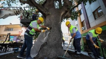 Bahçelievler Belediyesi hastalık tespit edilen 2 asırlık sakız ağacını tedavi ediyor
