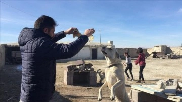 Barınaktaki 'canlar'ı gönüllü hayvan dostları sahipleniyor