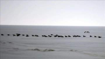 Buzla kaplı Çıldır Gölü'nün martılarını balıkçılar ekmekle besliyor
