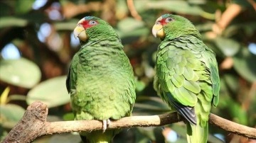 'Çevreye salınan yeşil papağanlar biyolojik çeşitliliğe zarar verebilir' uyarısı