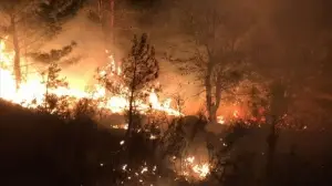 Cezayir'deki orman yangınlarında hayatını kaybedenlerin sayısı 65'e yükseldi