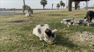 Depremler nedeniyle Hatay'a gönderilen mamalar sahipsiz hayvanlara ulaştırılıyor