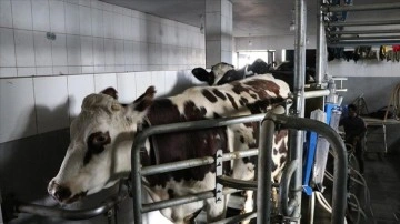 Devlet desteğiyle kurduğu çiftlikte aylık 70 ton süt üretiyor