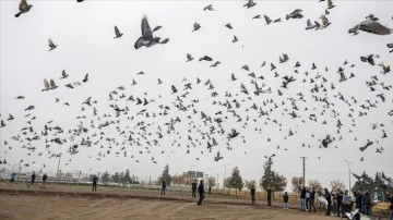 Diyarbakır'da düzenlenen etkinlikte binlerce güvercin uçuruldu
