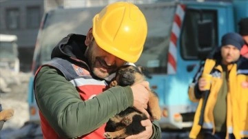 Diyarbakır'da ekipler enkazdan bir köpek ve 2 yavrusu ile sülünü kurtardı