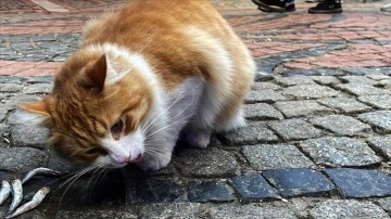 Edirne Balık Pazarı'nın müdavimi sevimli kedi "Limon", hamsi müptelası oldu