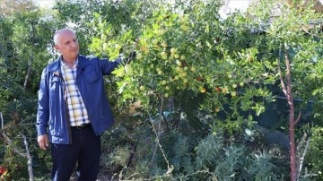 Elazığlı terzi pepinodan hünnapa tür tür meyve yetiştiriyor