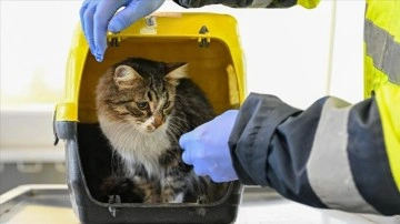 Enkazdan kurtarılan evcil hayvanlar İzmir’de rehabilite ediliyor