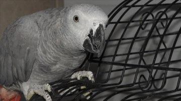 Erzurum'da bulunan Afrika gri papağanı koruma altına alındı