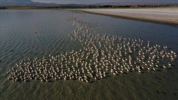 Flamingolar Arin Gölü'ne renk katıyor