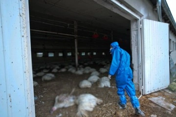Güney Kore’de 427 bin tavuk itlaf edilecek