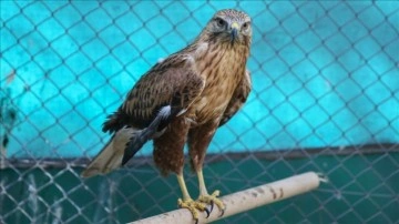 Güneydoğu'nun yaban hayvanları Şanlıurfa'daki merkezde yeniden hayata tutunuyor