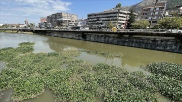 Hatay'da Asi Nehri'ni yeniden su sümbülleri kaplamaya başladı
