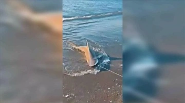 Hatay'da balıkçı oltasına kum köpek balığı takıldı