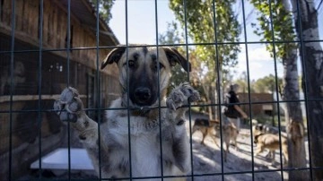 Hayvanseverlerin kurduğu cemiyet 170 köpeğin sıcak yuvası oldu