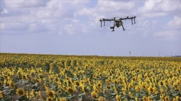 İstanbul'da ayçiçeği tarlalarındaki 'çayır tırtılına' karşı dron ile ilaçlamada sona
