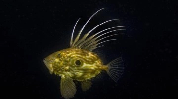 İzmit Körfezi'nin derinliklerinde "peygamber balığı" görüntülendi