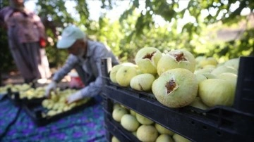 Kahramanmaraş'ın coğrafi işaretli "Abbas inciri"nde hasat bereketli geçiyor