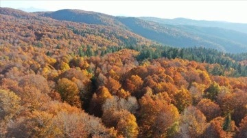 Kahramanmaraş'taki Akifiye Yaylası'na sonbaharın renkleri hakim oldu