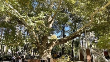 Kayseri'de Anıt Ağaç olarak tescillenen çınar 420 yıldır ayakta