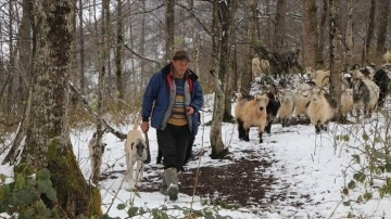 Keçileriyle karlı yamaçlarda günde 8 saat yol katediyor