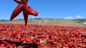 Kilis'te tersine göç başlatan kırmızı biberde hasat ve kurutma mesaisi