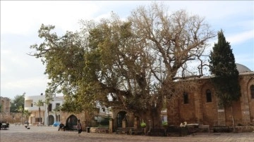KKTC'nin en yaşlı canlısı: Tarihi Cümbez Ağacı