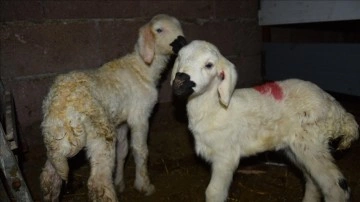 Konyalı besiciler yavrulayacak koyunlarını kamerayla takip ediyor