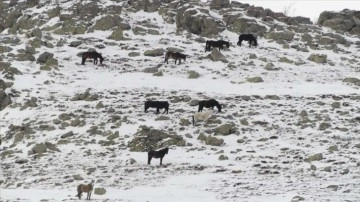 Kumalar Dağı'nda karlar altında yiyecek arayan yılkı atları görüntülendi