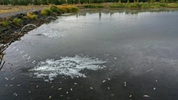 Kuraklıktan etkilenen Ulaş Gölü'nde balık ölümlerini mâni olmak düşüncesince düzentileme başlatıldı