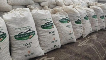 Kurşunlu Belediyesi hasat ettiği 15 ton nohudu ilçe sakinlerine ulaştırıyor