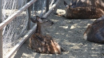 Malatya Hayvanat Bahçesinin sakinleri bu yıl 32 yavru dünyaya getirdi