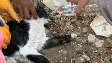 Malatya'da 180 saat sonra enkazdan kurtarılan kedi tedaviye alındı