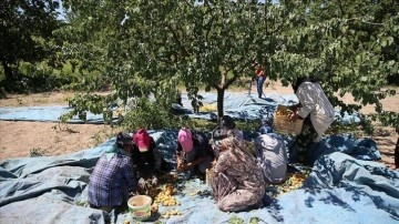 Malatya'da mevsimlik tarım işçilerinin "mişmiş" mesaisi başladı
