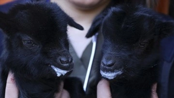 Mamak'taki hayvanat bahçesi ikiz keçiler "ay" ve "yıldız" ile yeni yıla gir