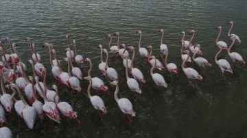 Mevsimsel şartlar Çukurova Deltası'nın flamingo sayısını düşürdü