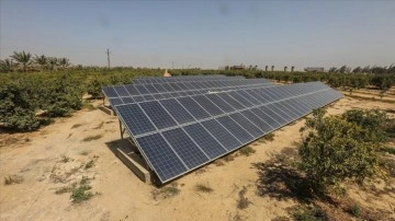 Mısırlı çiftçi kurduğu güneş enerjisi sistemiyle kurak bölgede meyve yetiştiriyor
