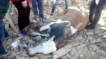 Nurhak'ta enkaz altında kalan inek depremin 13'üncü gününde kurtarıldı
