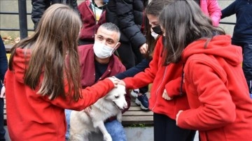 Öğrenciler, "Krema" adlı köpeğin ameliyatı için seferber oldu