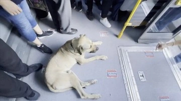 Otobüse binen 'gezgin köpek' yolcuların uyanıklık odağı oldu