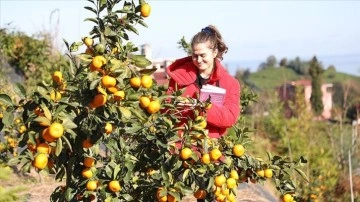 RTEÜ'nün 9 farklı mandalina ürettiği bahçede hasat şenliği düzenlendi