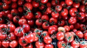 Rusya, Antalya ve İzmir'den domates ve biber ithalatı kısıtlamasını kaldırdı