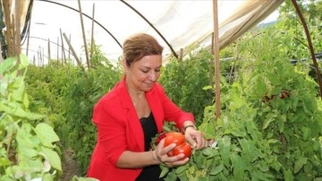 Safranbolu'nun coğrafi işaretli domatesi "maniye"nin hasadı başladı
