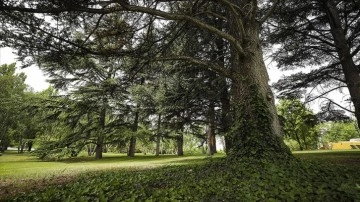 TBMM'nin 350 dönümlük bahçesi 282 tür ağaca ev sahipliği yapıyor