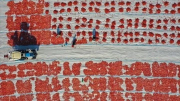 Torbalı Ovası'nda domatesler ihracat için güneşe serildi