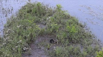 Tunca Nehri'ne düşen kedi yavrusu, kurtarma ekiplerinden korkup yüzerek kıyıya çıktı