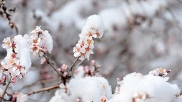 Tunceli'de çiçek açan badem ağaçları beyaza büründü